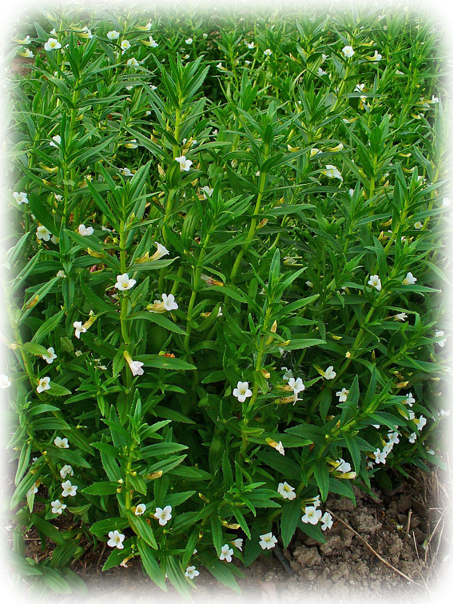 Авторство: H. Zell. Собственная работа Авран лекарственный, Gratiola officinalis L.