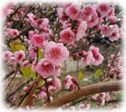 Абрикос муме (Слива мумэ, Абрикос китайский)