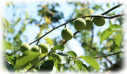 Абрикос муме (Слива мумэ, Абрикос китайский)